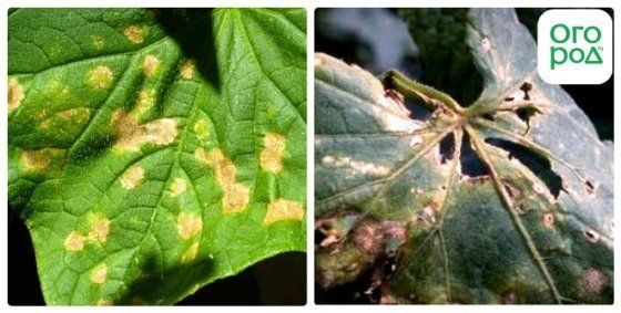 bacteriosis del pepino