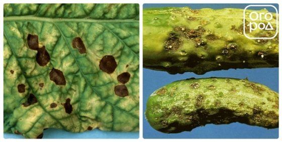cladosporiosis del pepino