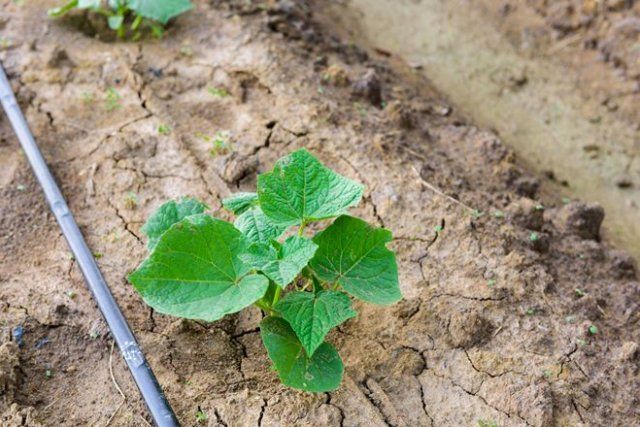 Los remedios populares sirven más para la prevención de enfermedades del pepino.