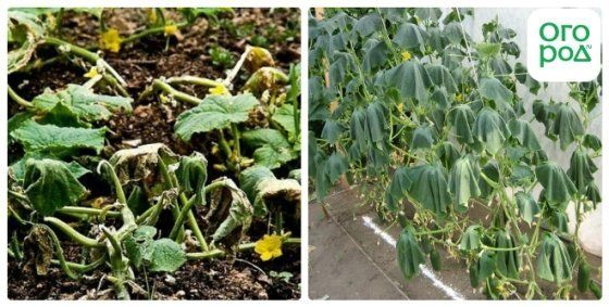 marchitez por fusarium de los pepinos