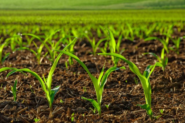 Plantación de semillas de maíz en campo abierto (brotes)