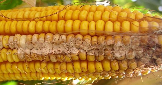 Marchitez por Fusarium de las mazorcas de maíz