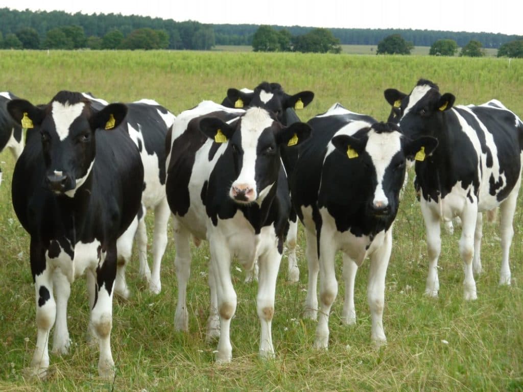 vacas de Kholmogory