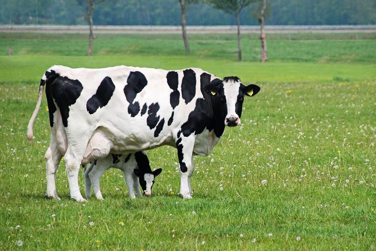 Vaca y ternero de Kholmogory