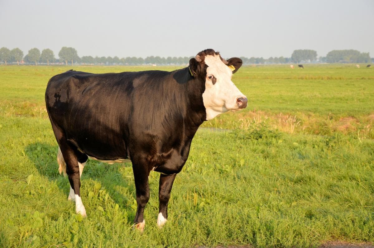Vaca de Kholmogory
