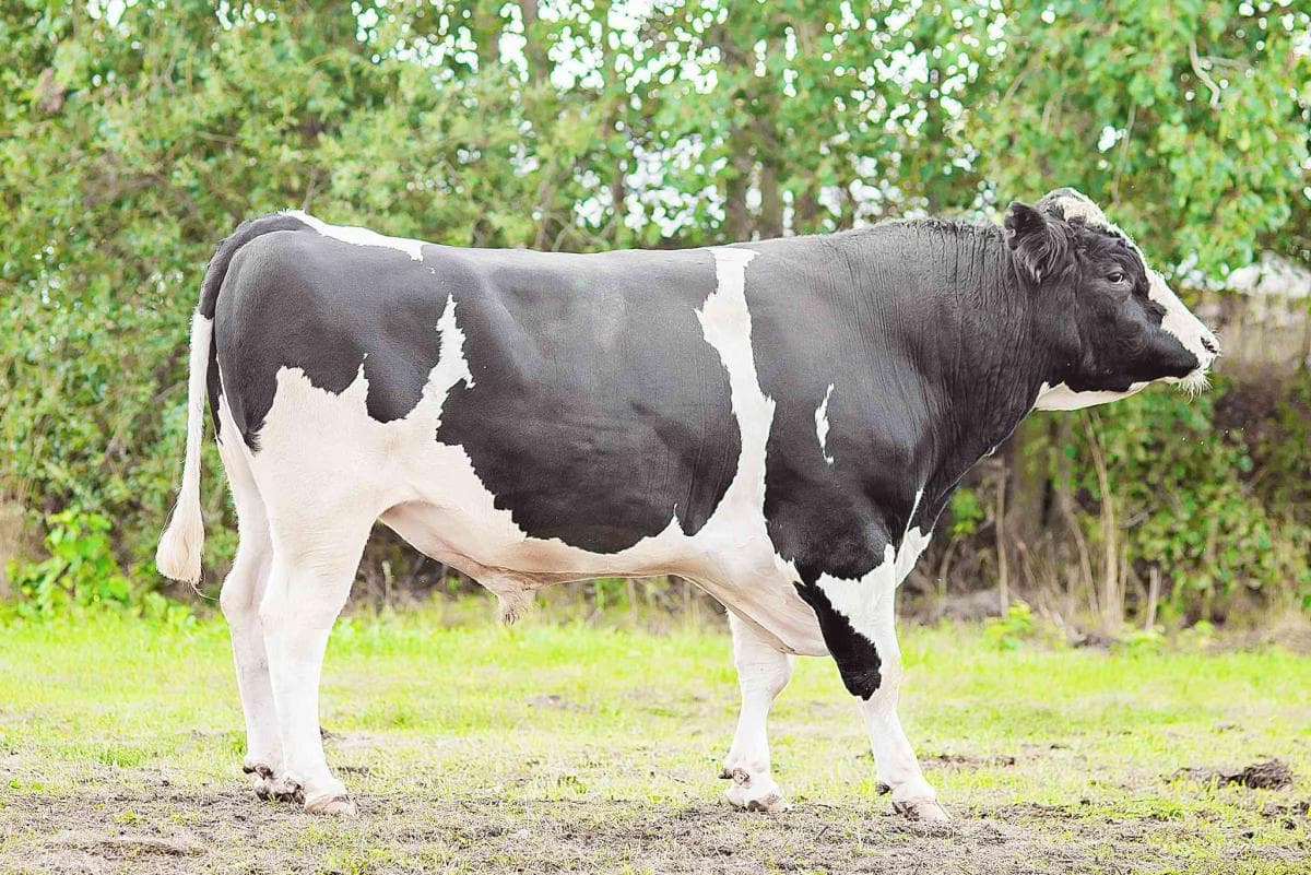 vacas de Kholmogory