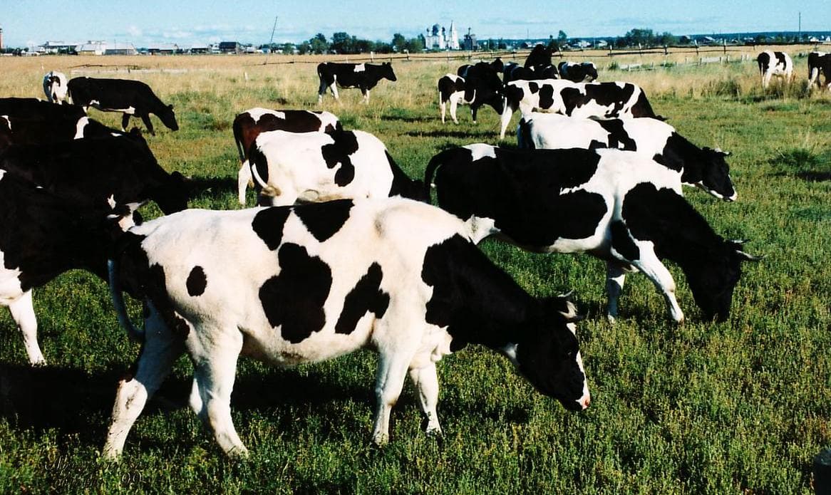 vacas de Kholmogory