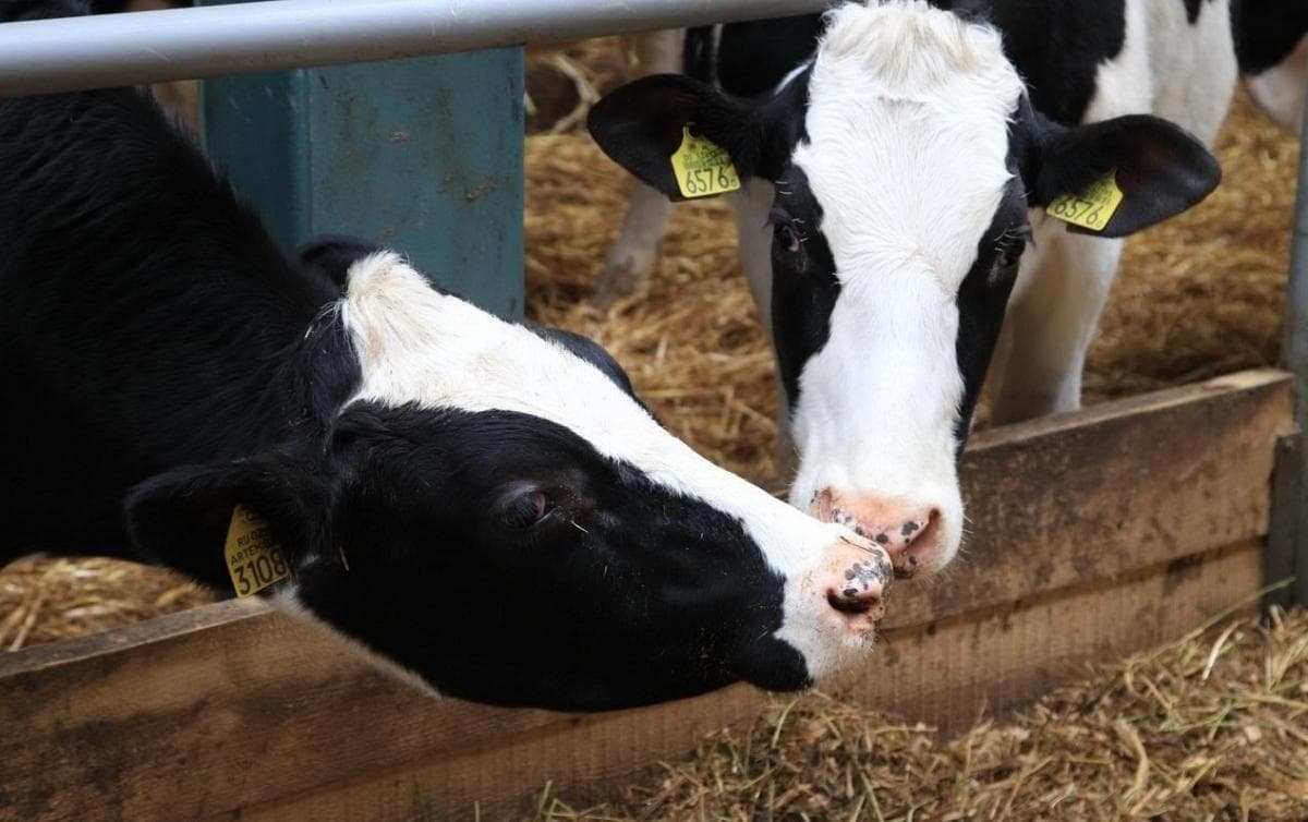 Vacas