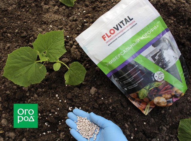 Fertilización de pepinos