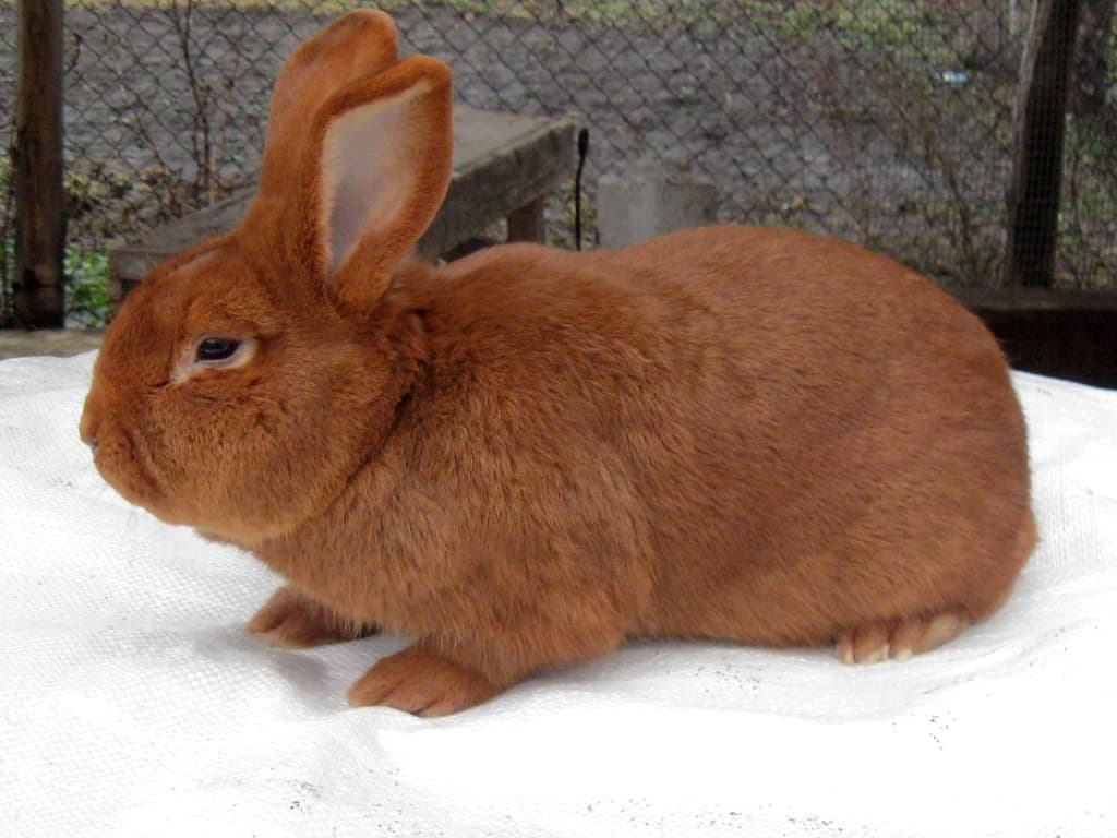 conejo de Nueva Zelanda