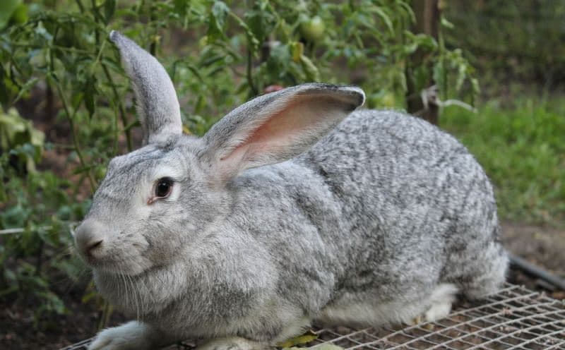 El gigante gris