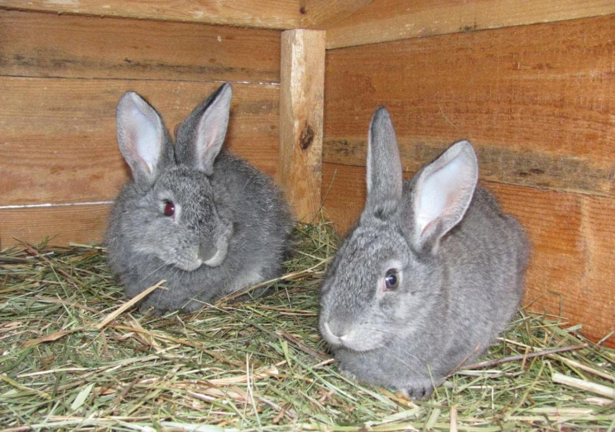 Chinchilla soviética