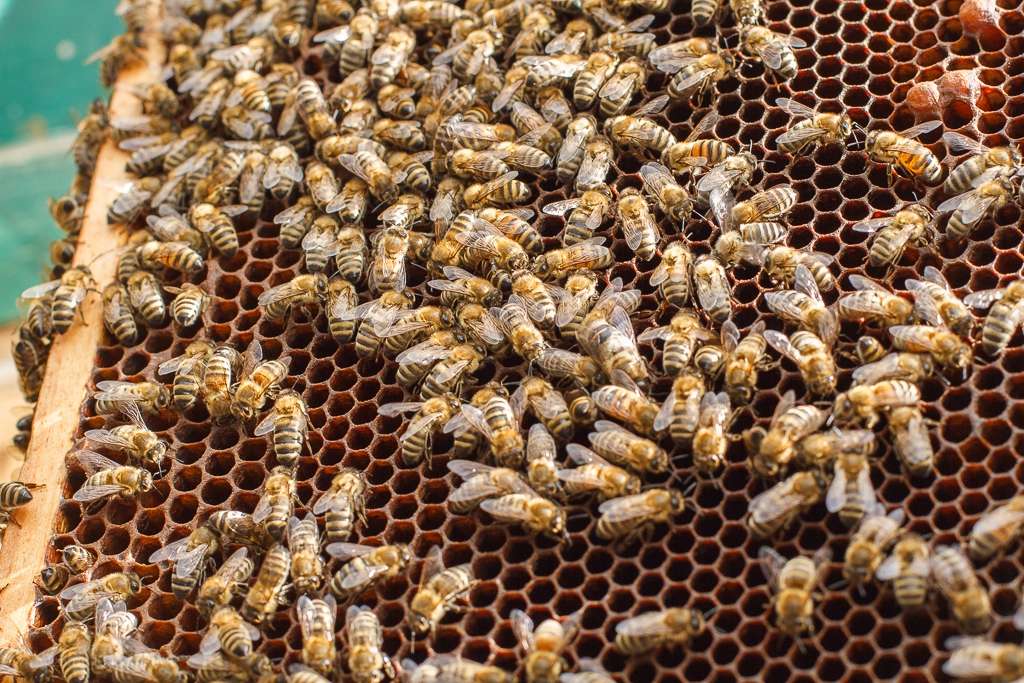 Las abejas