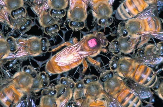 La composición de la colonia de abejas: su desarrollo, número y vida.