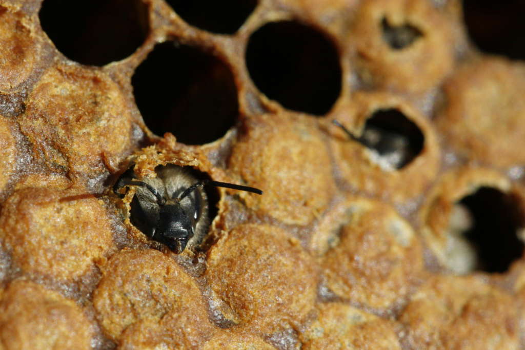 La salida de la abeja