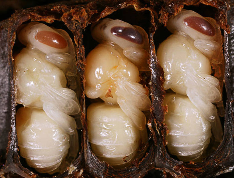 larvas de abeja