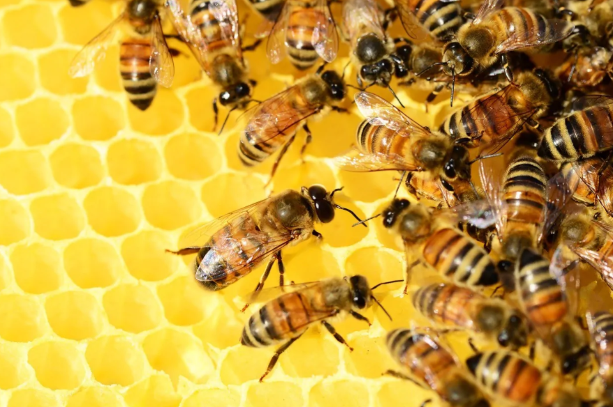 Las abejas