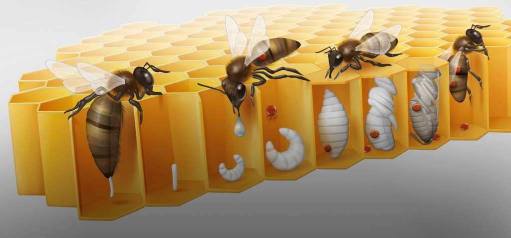 El proceso del nacimiento de las abejas
