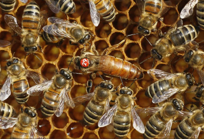 Abeja reina