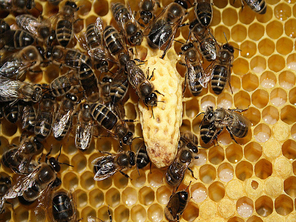 La composición de la colonia de abejas: su desarrollo, número y vida.