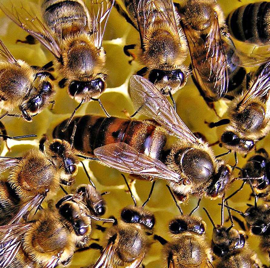 abeja reina