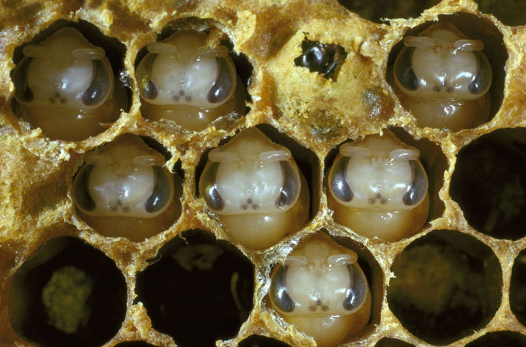 larvas de abeja