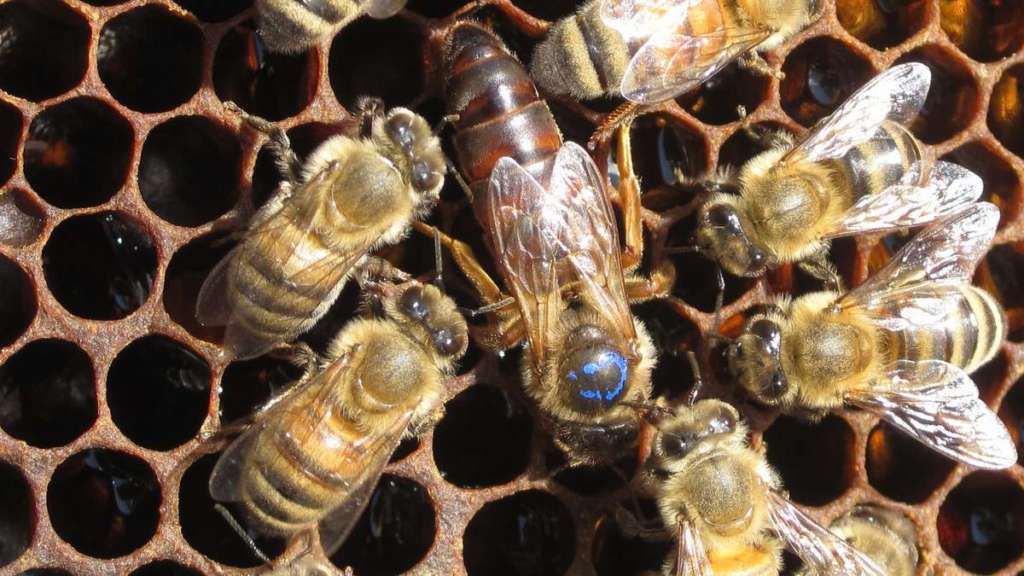 abeja reina