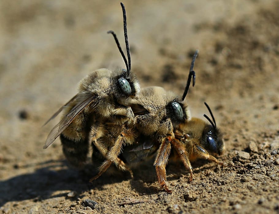 Apareamiento de abejas