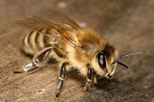 Abeja obrera