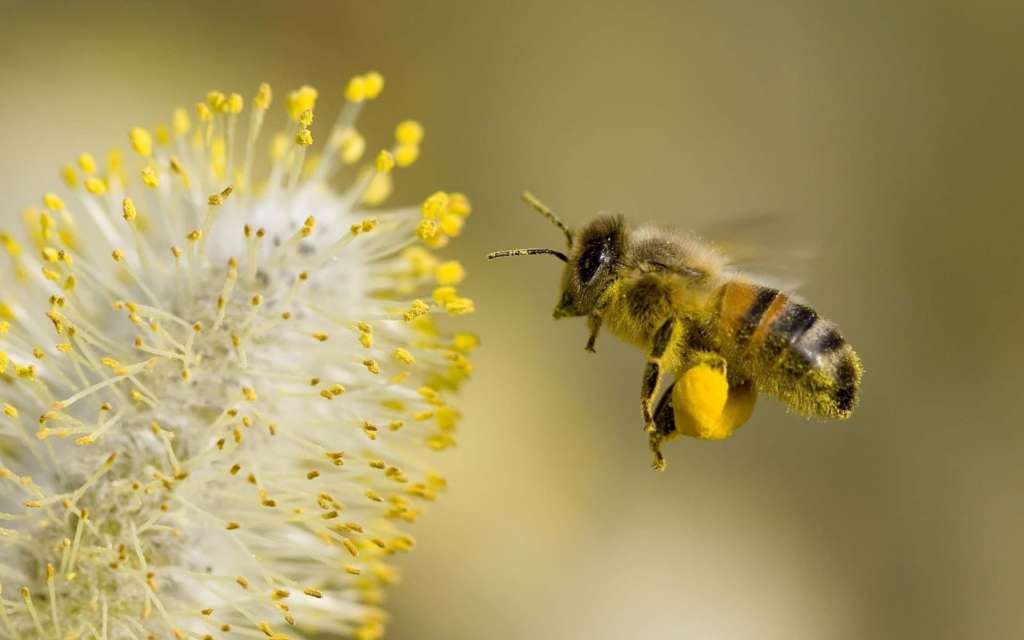 Una abeja recoge polen