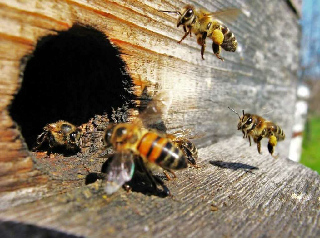 Abejas de colmena