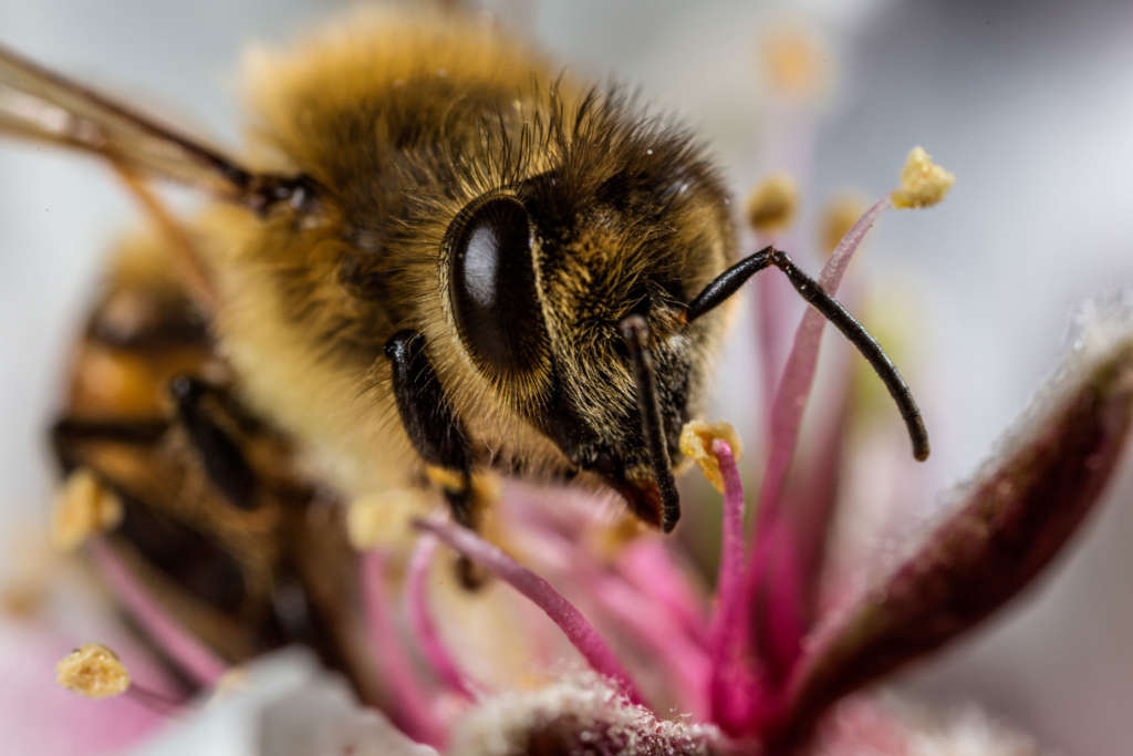 abeja esteparia ucraniana