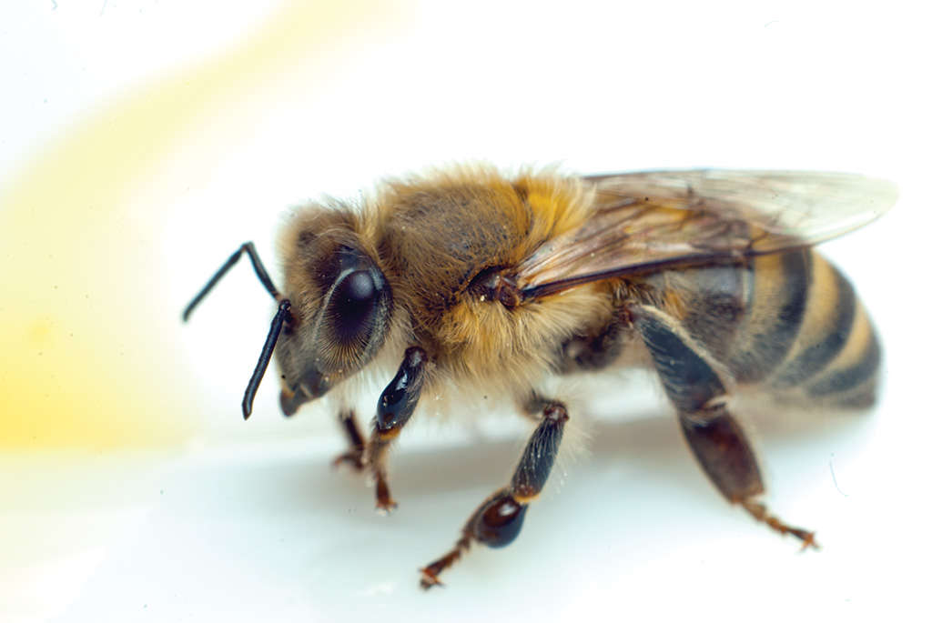 abeja de los Cárpatos