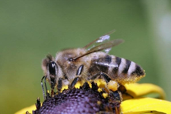 Abeja caucásica de montaña gris