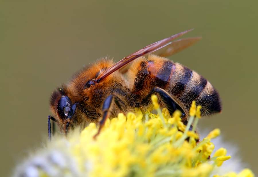 Abeja caucásica amarilla
