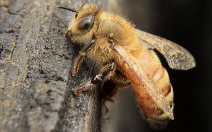 Abejas italianas