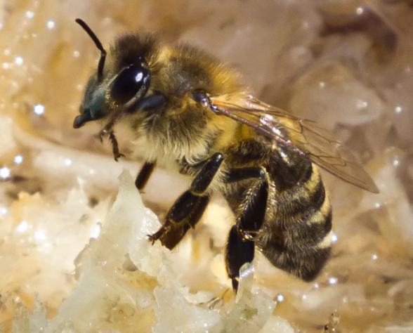 abeja carniola