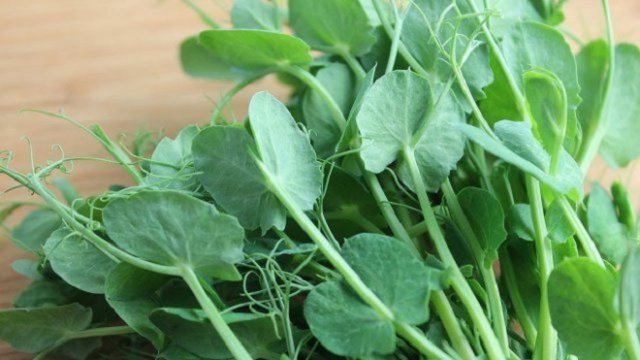 Huerto en el balcón, verduras de maduración temprana, verduras