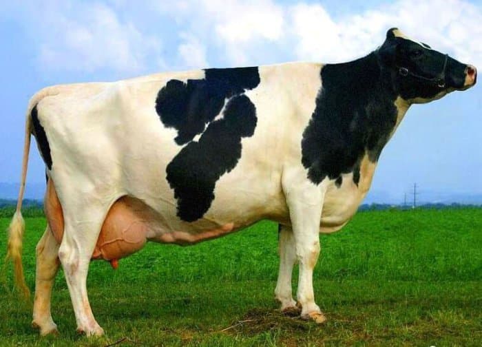 Una vaca en la etapa de gestación