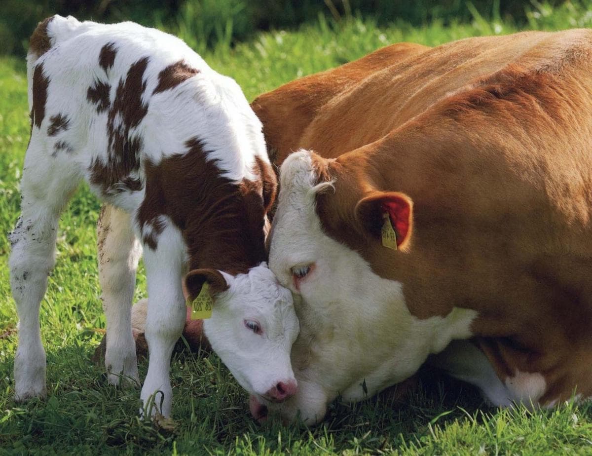 Vaca y ternero