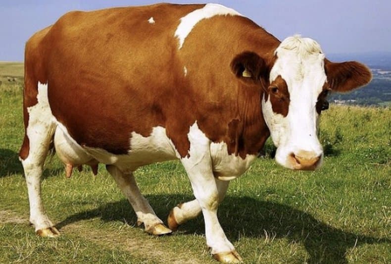 Vaca preñada