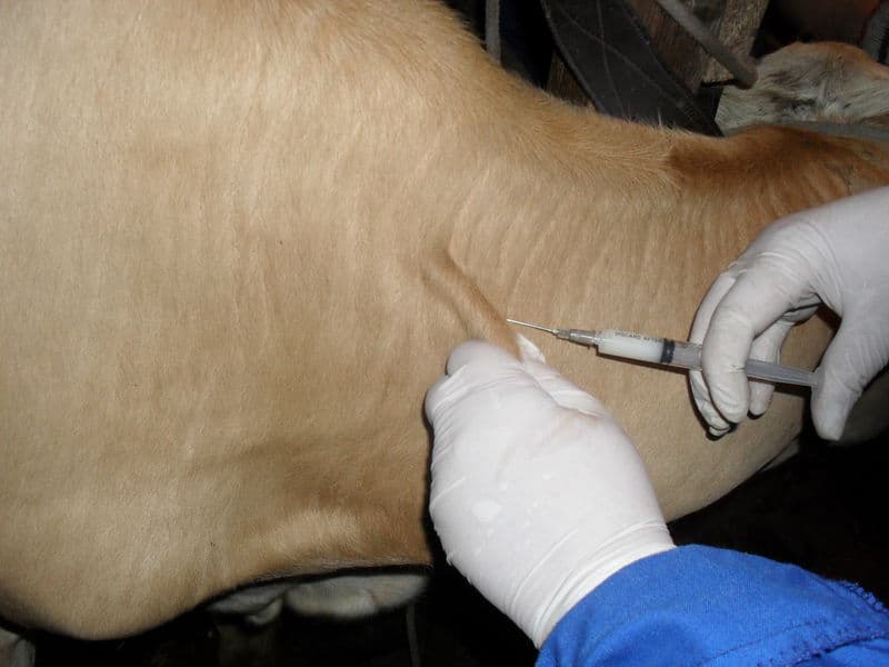 Vacunación de una vaca