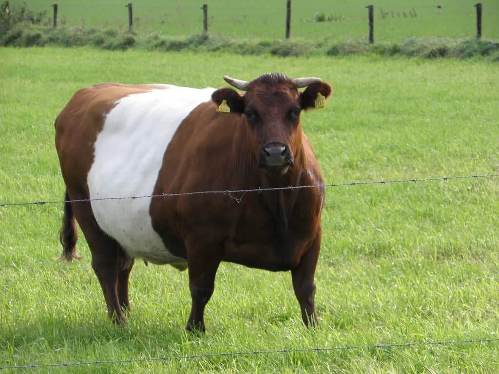 Vaca preñada