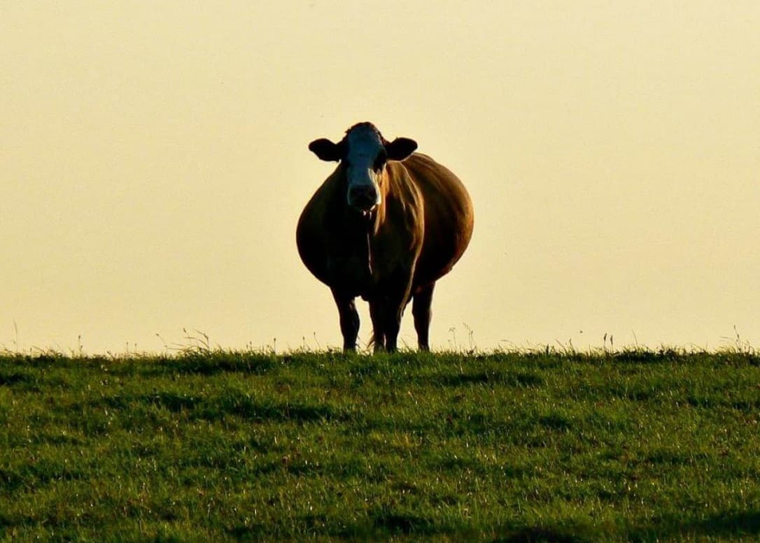 Vaca preñada