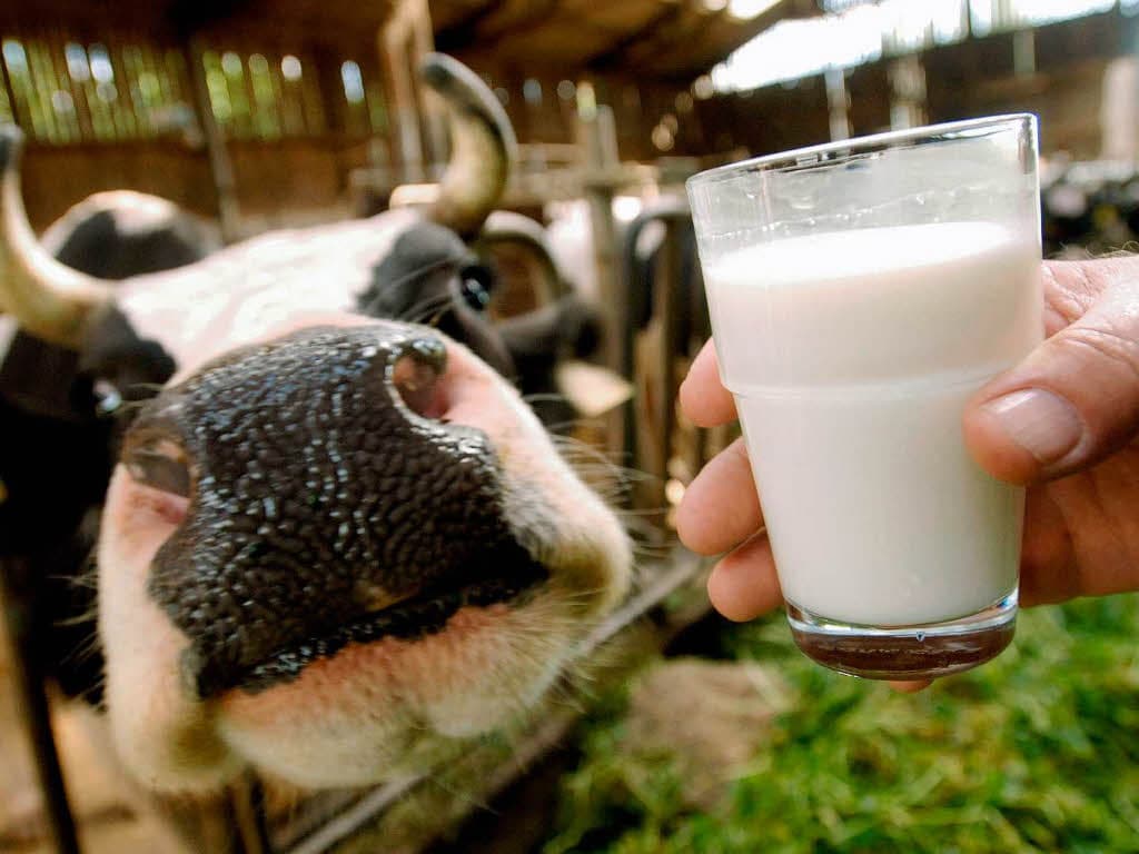 Leche de una vaca preñada