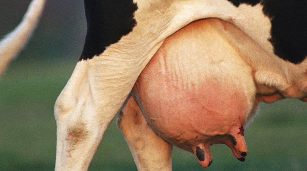 Mastitis