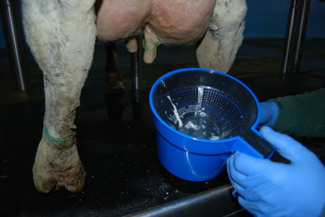 Mastitis en vacas