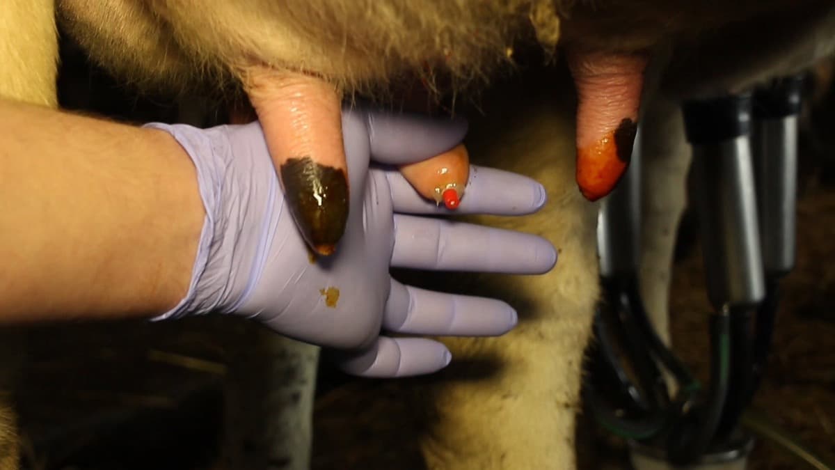 Mastitis purulenta en vacas