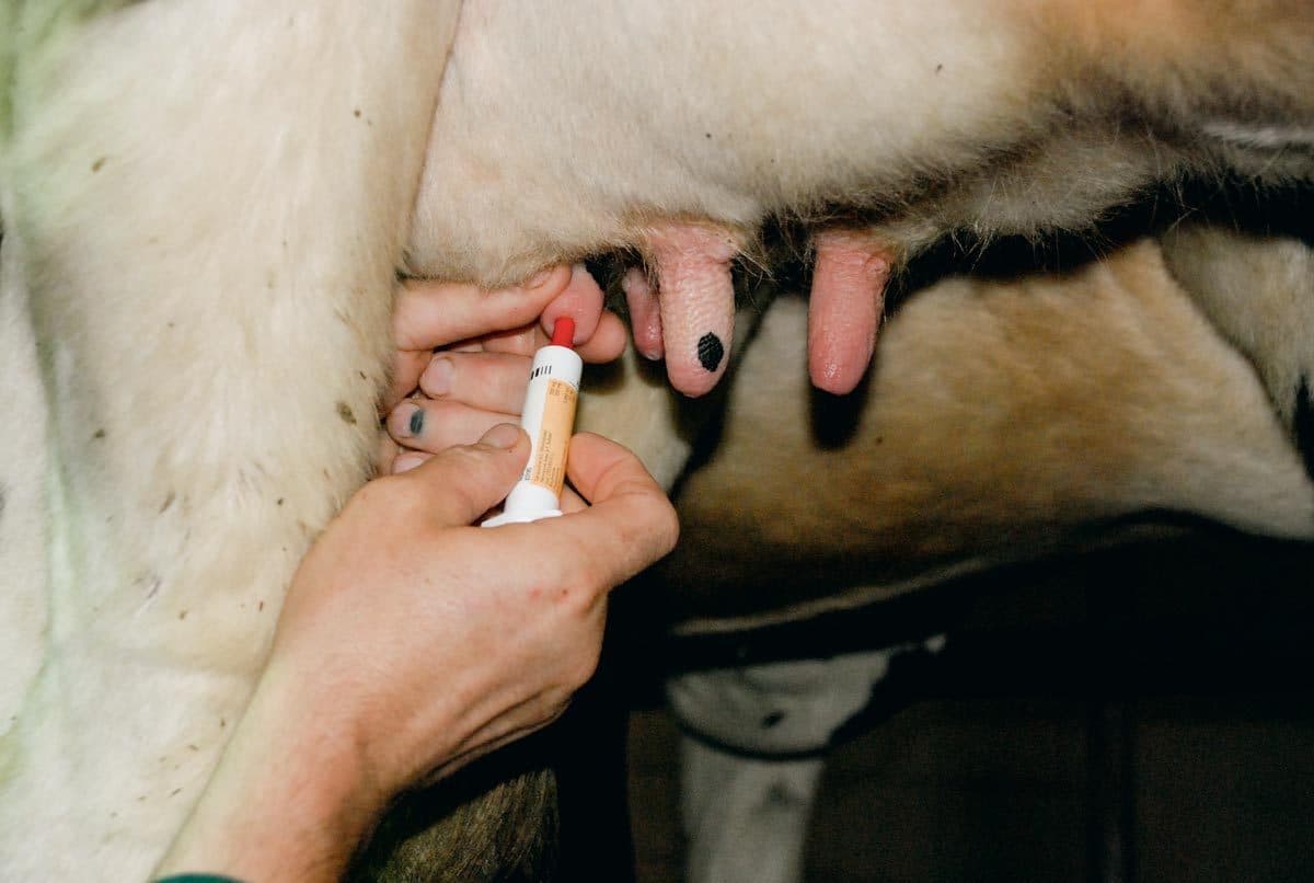 Tratamiento de la mastitis en vacas