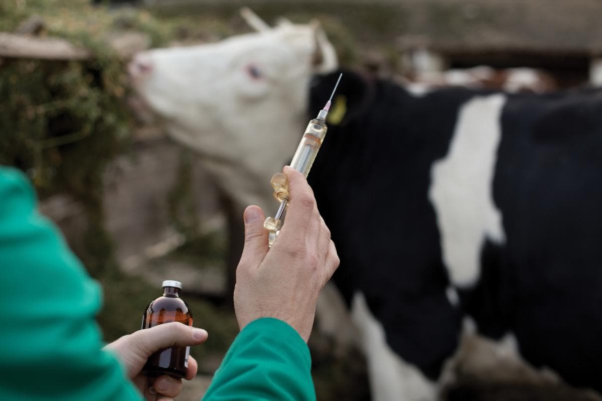 Inyección para una vaca
